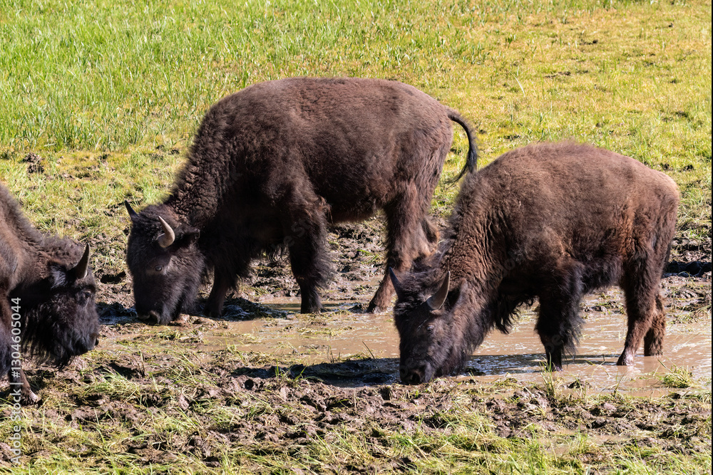 Closeup of American Bison (Bison bison) drinking from watering hole, on the North Rim of the Grand Canyon.
Closeup of American Bison (Bison bison) drinking from watering hole, on the North Rim of the Grand Canyon.