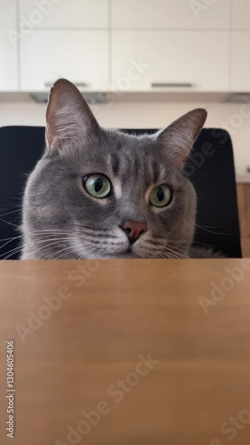 A funny gray tabby cat with big green eyes curiously looks from side to side while sitting behind a wooden table in the kitchen. Its expressive face and playful gaze create an amusing moment. 