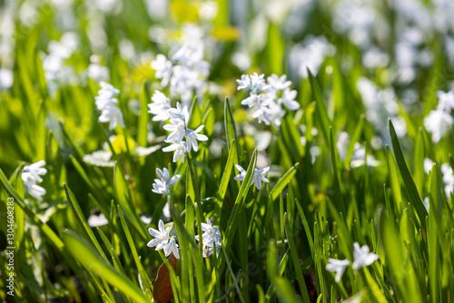 Wallpaper Mural Nature background with Scilla flowers Torontodigital.ca