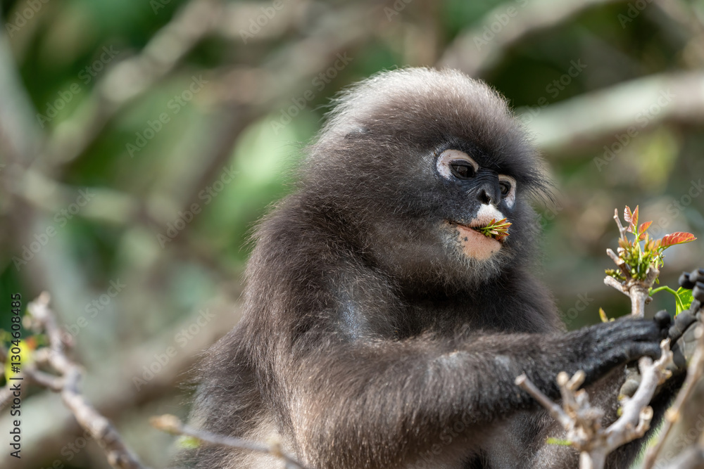 Naklejka premium Dusky leaf monkey on a tree searching and eating leafs.