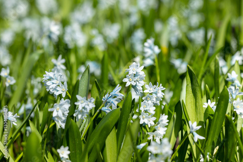 Wallpaper Mural Scilla blooming in a meadow Torontodigital.ca