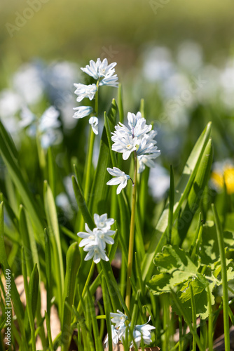 Wallpaper Mural Close-up of a Scilla flower Torontodigital.ca