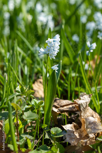 Wallpaper Mural Scilla flower on a green stem in the grass Torontodigital.ca