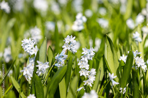 Wallpaper Mural Scilla flowers blooming in spring Torontodigital.ca