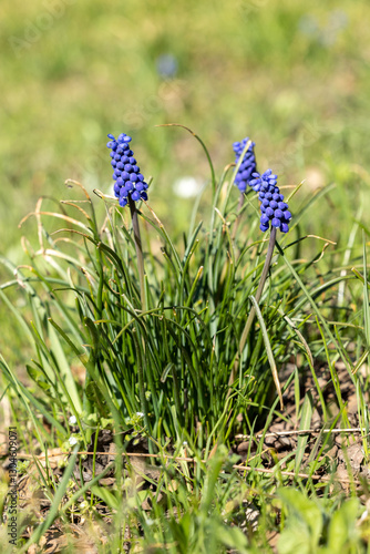 Wallpaper Mural Muscari hyacinth flower in the grass Torontodigital.ca
