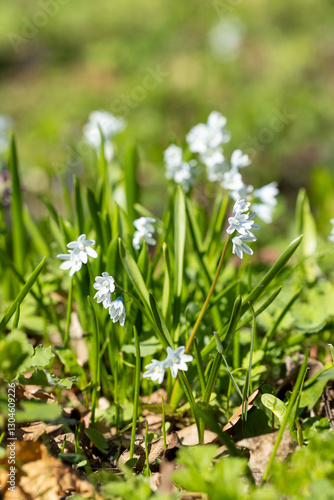 Wallpaper Mural Scilla in bloom in a field Torontodigital.ca