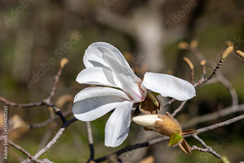 Wallpaper Mural White magnolia flower close up Torontodigital.ca