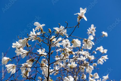 Magnolia branches with flowers against bright blue sky