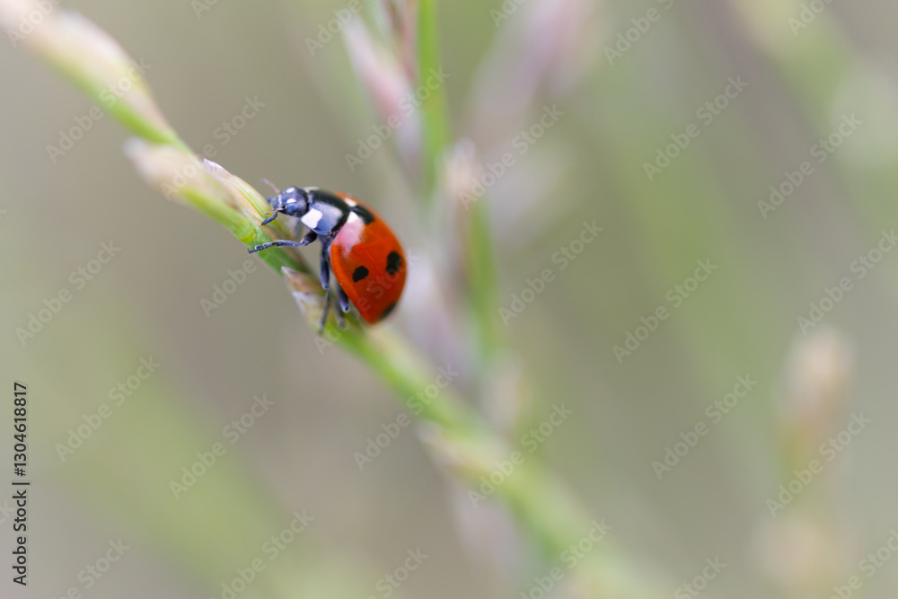 Obraz premium cute red bug crawls up the blade of grass, cute bug from the front, ladybug on the top of a blade of grass, close-up of a ladybug, red beetle from the side, close up insect, Coccinellidae