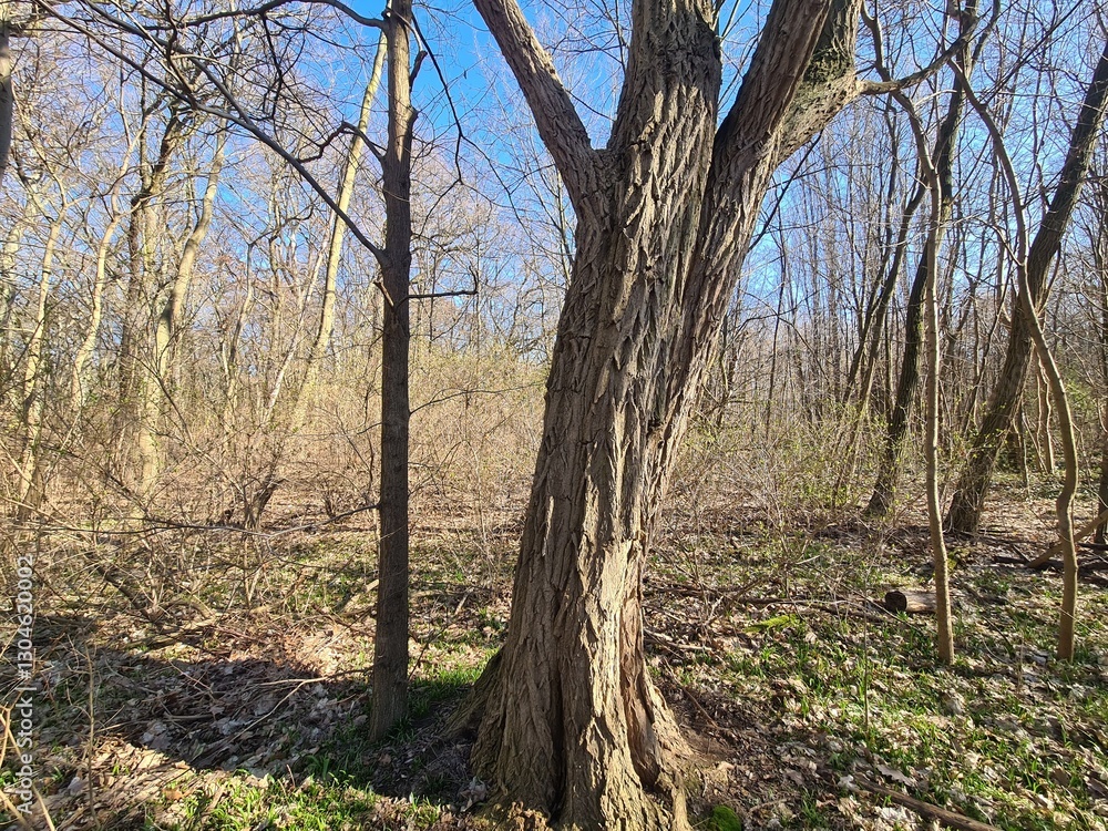 Wonderful Plänterwald Forest in Berlin Treptow - Spring Season Wonderful Plänterwald Forest in Berlin Treptow - Spring Season
