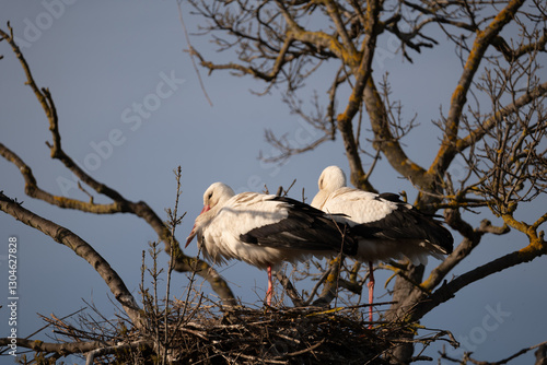 osprey in nest