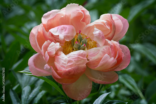 Fototapeta Naklejka Na Ścianę i Meble -  Close-up of a pink peony. Peony variety 'Coral sunset' in the garden