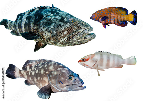 Grouper Fish Collection - Isolated PNG with Transparent Background