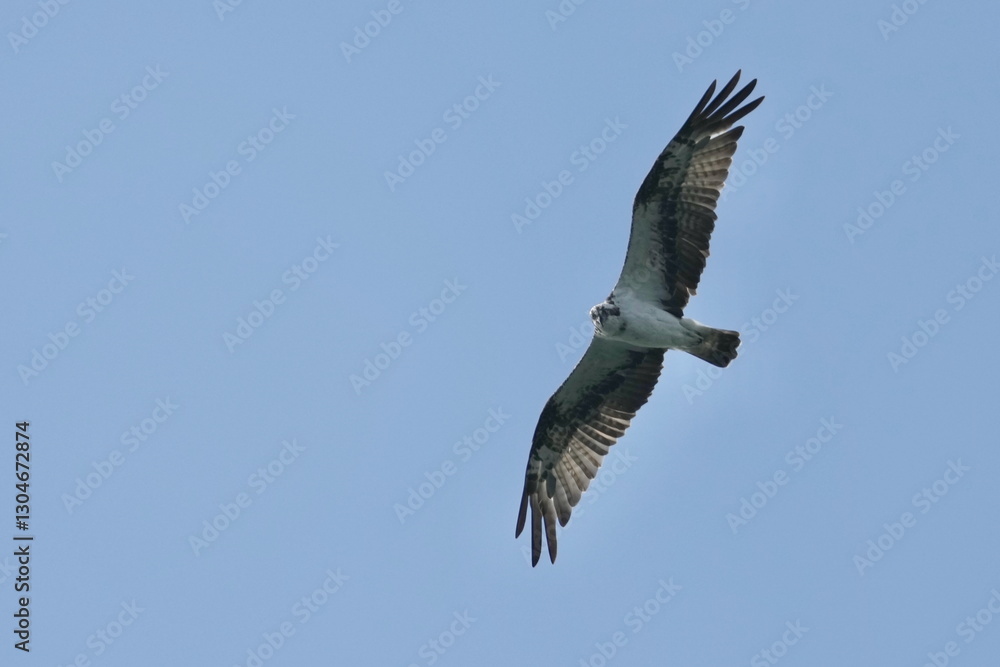 osprey is hunting a fish osprey is hunting a fish