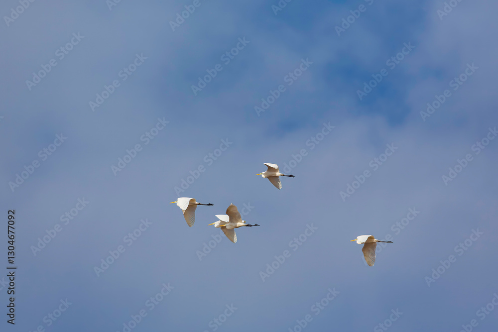 Obraz premium birds in flight