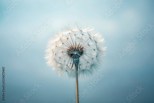 Minimalist Windblown Seed Dispersal: Single Seed Against Sky photo