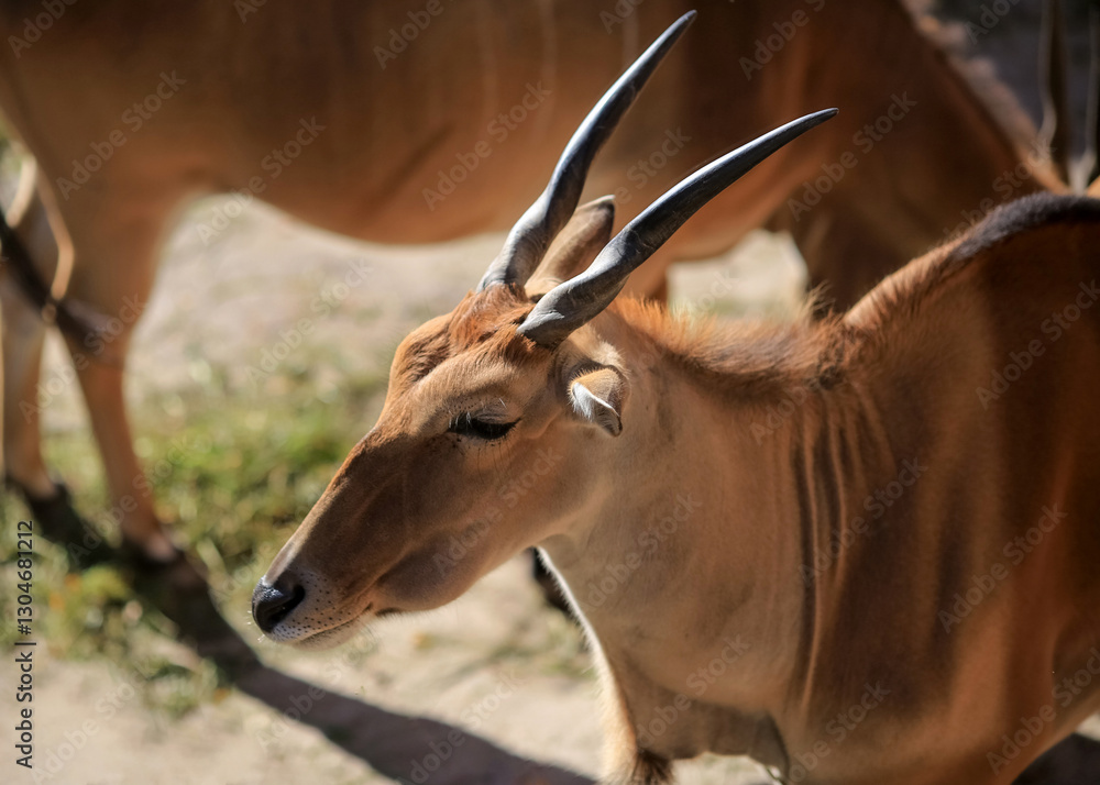 Antelope Impala ( Aepyceros melampus)