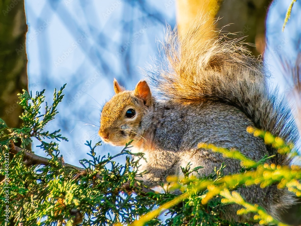 Gray squirrel on the tree, sitting in the gap of two tree branches covered with green mosses Gray squirrel on the tree, sitting in the gap of two tree branches covered with green mosses