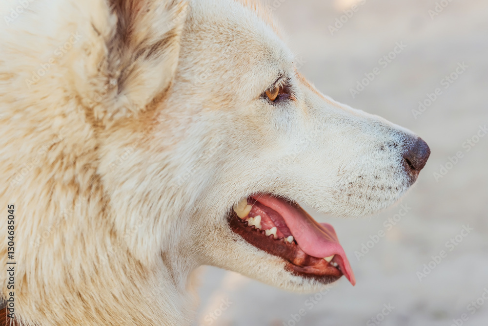 Fototapeta premium portrait of a husky dog breed. photo of a dog's face with teeth