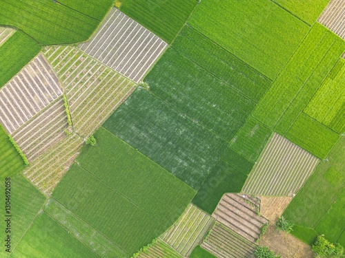 Aerial view of vibrant green rice fields divided into neat geometric patterns, showcasing agricultural land management. Different growth stages and textures create a visually appealing patchwork.