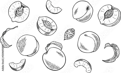 Set of peaches fruits, leaves, slices, and peach bone line art illustration..eps