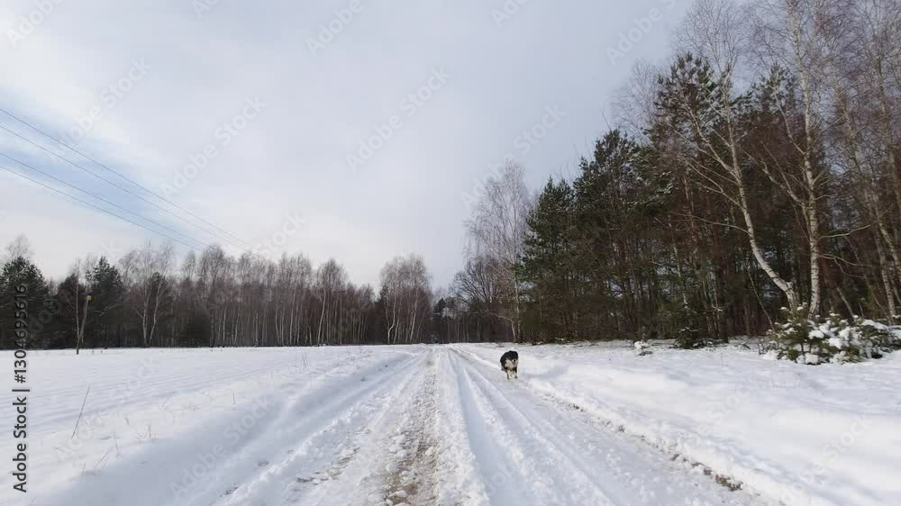 Borde collie breed dog running in snow covered path following a car inside a forest Borde collie breed dog running in snow covered path following a car inside a forest