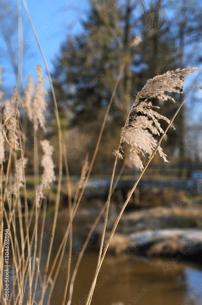 Fototapeta premium reeds on the beach