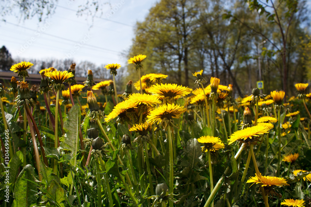 meadow with blooming dandelions
