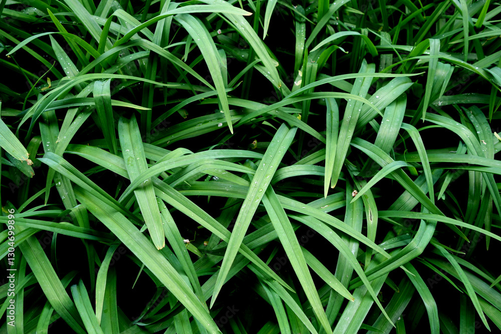 Naklejka premium Green grass leaves close up.