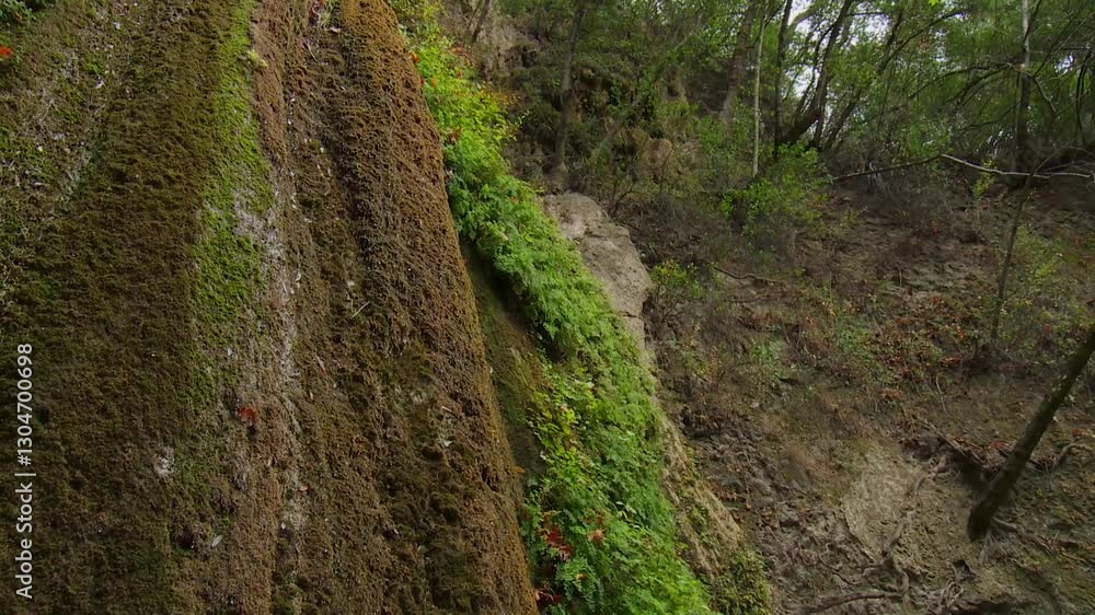 Close-up view of moss-covered rock formations and lush vegetation at Nojoqui Falls Park, California, United States Close-up view of moss-covered rock formations and lush vegetation at Nojoqui Falls Park, California, United States