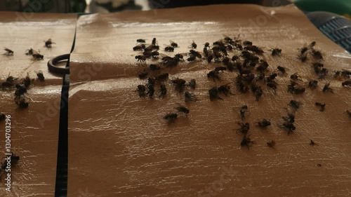 Video of house flies or Musca domestica being trapped in a paper trap.
