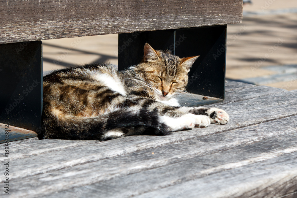 cat lies on a park bench