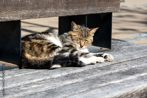 Obraz na płótnie cat lies on a park bench w salonie