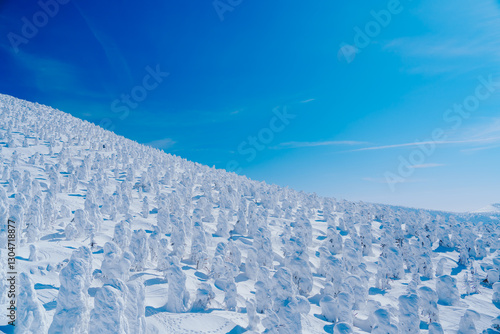 山形蔵王の美しい樹氷