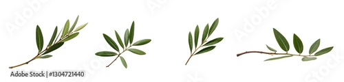olive leaf (png)