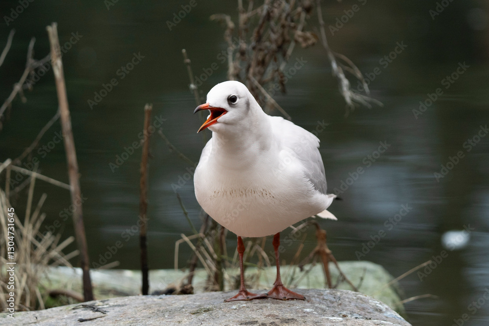 Seagull standing on a rock and screaming Seagull standing on a rock and screaming