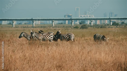 Zebras in Nairobi National Park with City Skyline