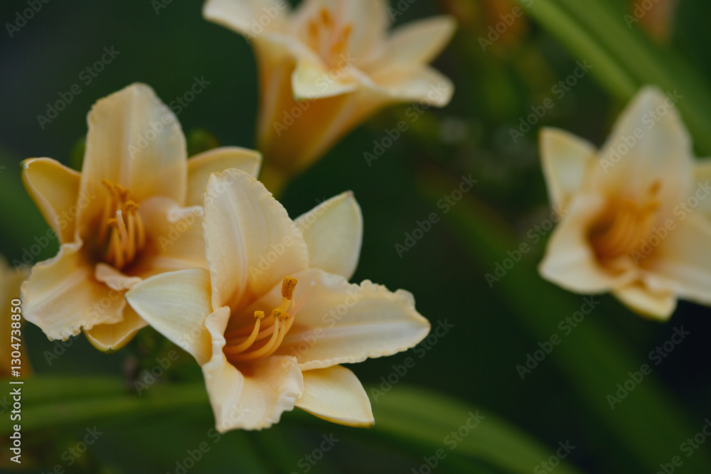 Peach daylilies with ruffled petals and vibrant stamens against a soft green background. Peach daylilies with ruffled petals and vibrant stamens against a soft green background.