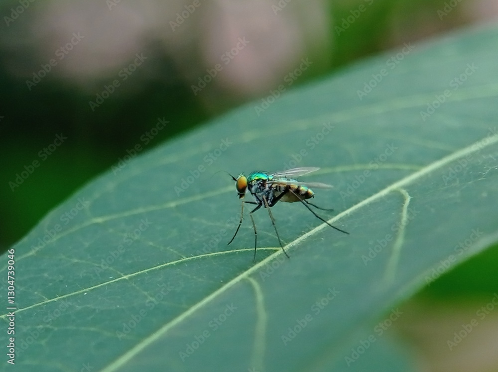 Close-up of a fly on a leaf, Condylostylus, a genus of flies in the family Dolichopodidae Close-up of a fly on a leaf, Condylostylus, a genus of flies in the family Dolichopodidae