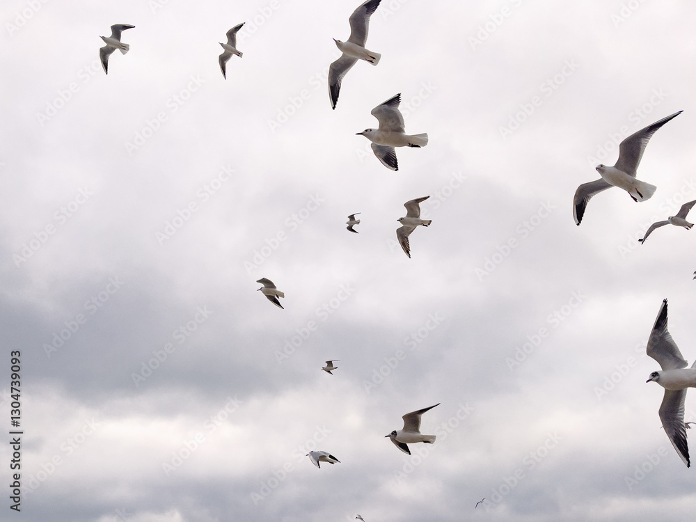 Seagulls Flying Against a Cloudy Sky at Coastal Location During Late Afternoon Seagulls Flying Against a Cloudy Sky at Coastal Location During Late Afternoon