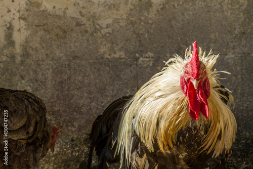 Rooster with Wild Feathers photo