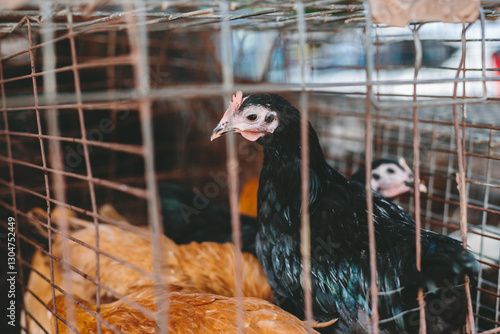 Chickens in a cage photo