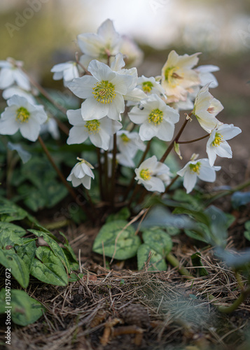 Helloborus niger, first spring flowers
