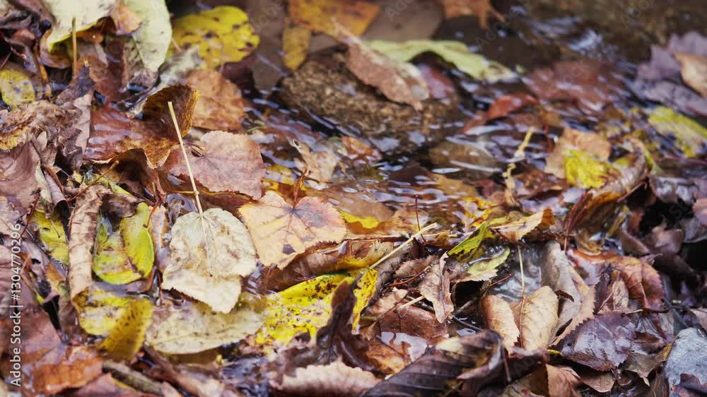 Autumn mountain forest stream in Northeast China Autumn mountain forest stream in Northeast China