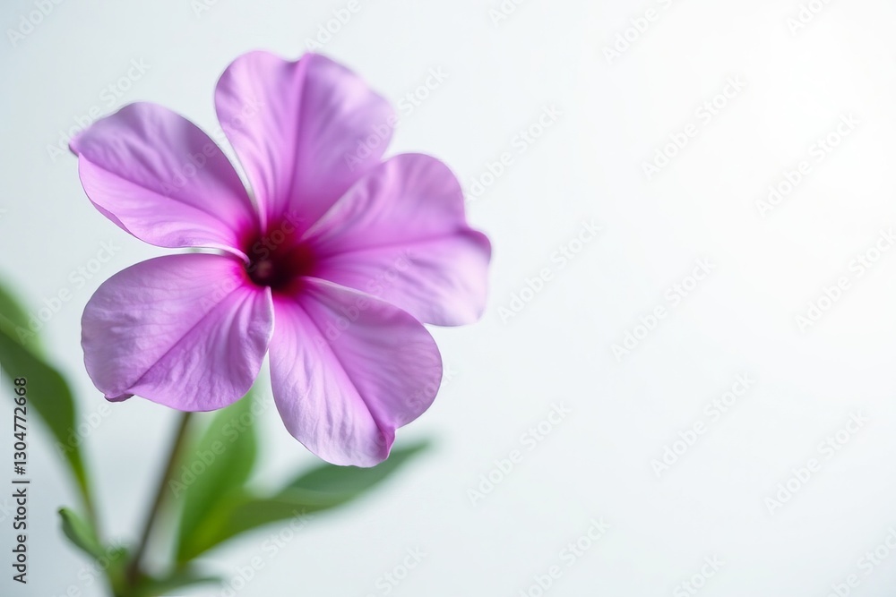 Fototapeta premium Beautiful close-up of purple bloom against pristine white backdrop, Flora, Bloom, Petal