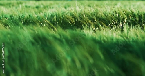 dry grass in the field sways at sunset. Beautiful strong wind in the nature. Landscape concept and sense of freedom. 4K slow Motion Footage.