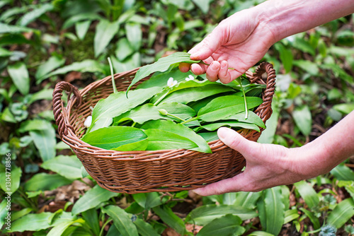 Obraz na płótnie Wild garlic ramson