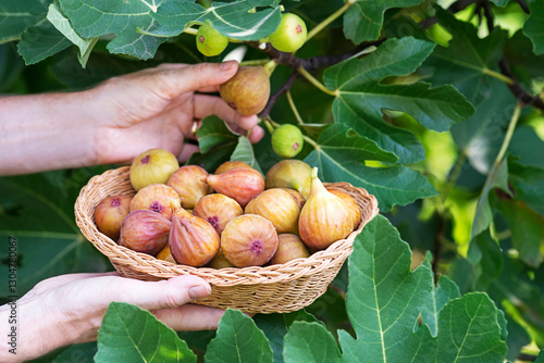 Bild auf Leinwand Figs fruit picking