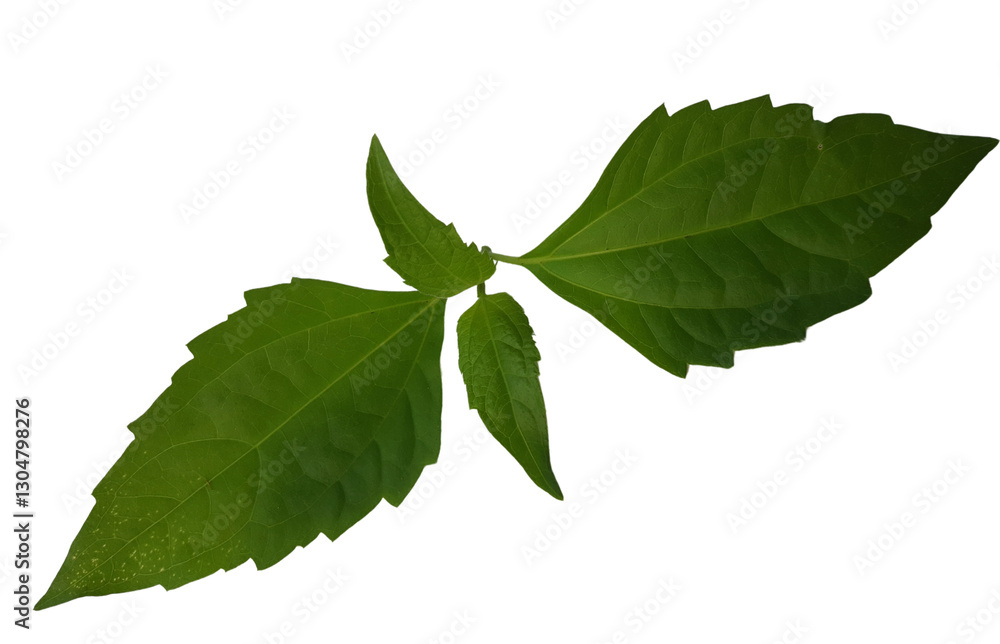 green leaves on white background, Andrographis paniculata, green Andrographis paniculata leaf. green leaves on white background, Andrographis paniculata, green Andrographis paniculata leaf.