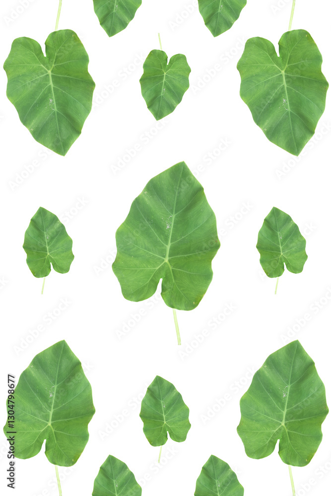 green leaves isolated on white, Caladium, Caladium leaves. green leaves isolated on white, Caladium, Caladium leaves.